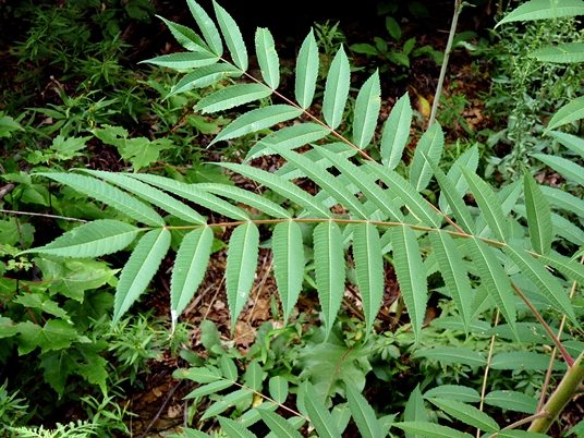 {Rhus typhina}